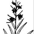 多花組(百合科貝母屬) 多花組(百合科貝母屬)