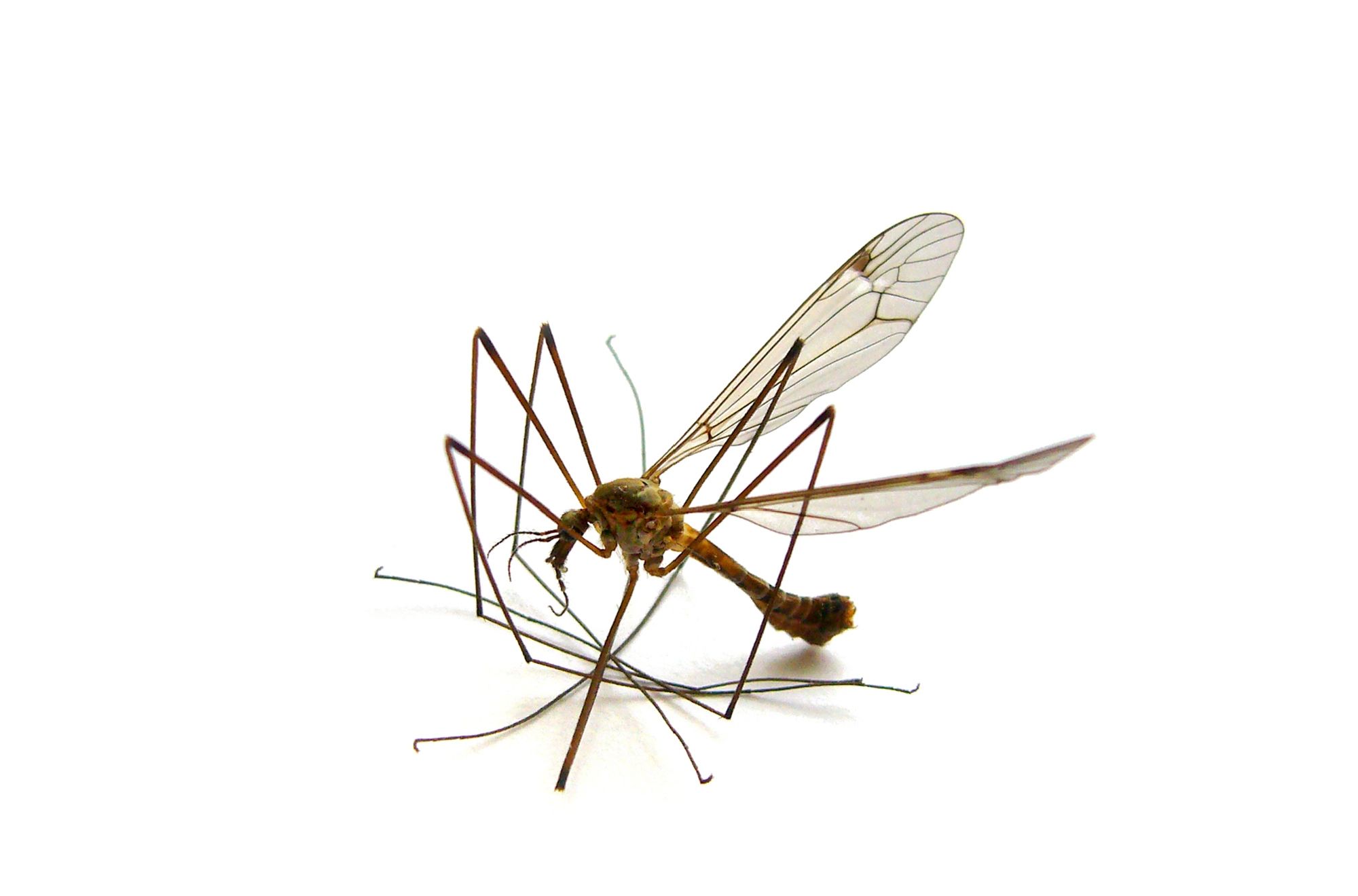 棗癭蚊 棗癭蚊