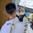小鋒真喵啊 小鋒真喵啊