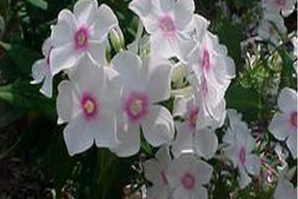 Phlox paniculata \x27Miss Holland\x27 Phlox paniculata \x27Miss Holland\x27