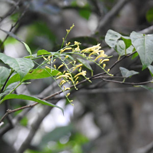 Odontonema hondurense