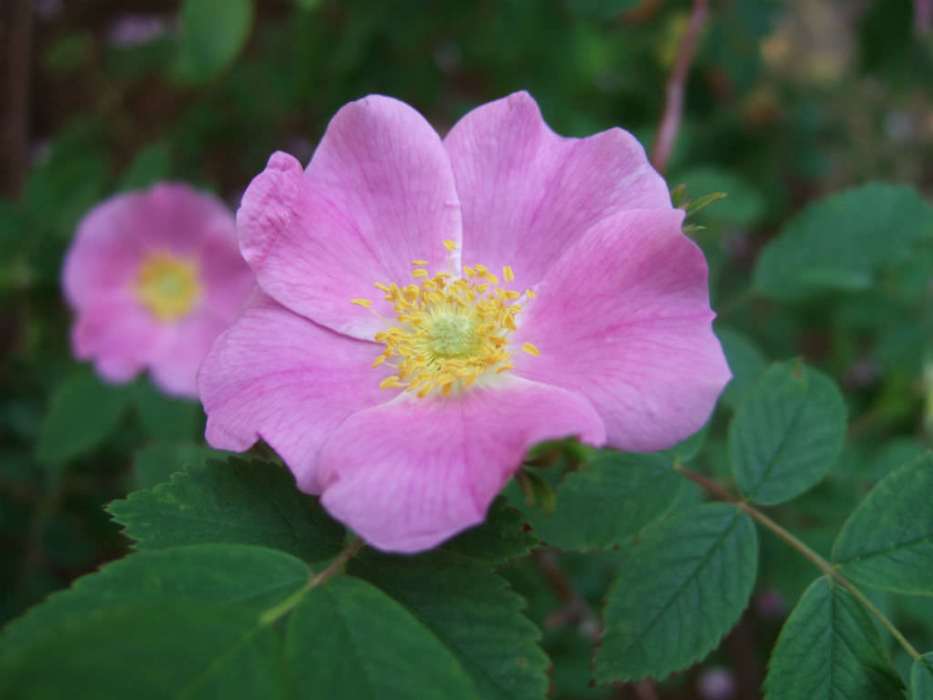 高嶺薔薇 高嶺薔薇