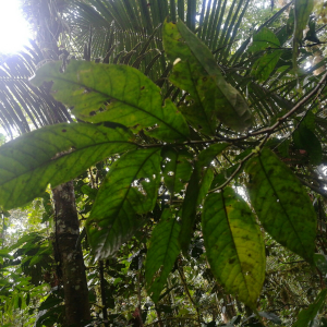 Cremastosperma megalophyllum