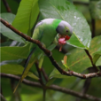 綠領鸚鵡