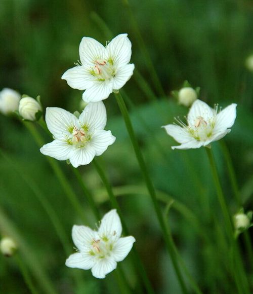 四川梅花草 四川梅花草