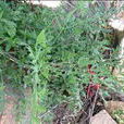 山香芹