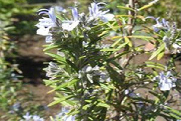 Salvia rosmarinus \x27Gorizia\x27