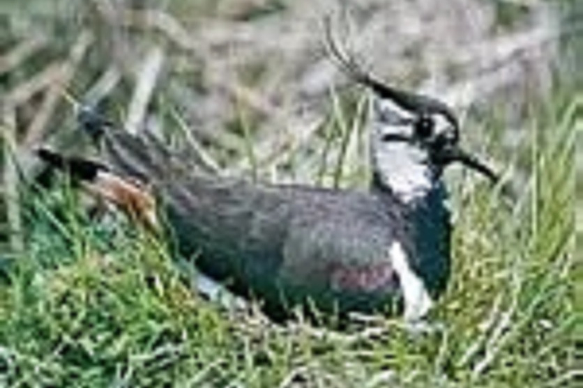 麥雞(lapwing) 麥雞(lapwing)