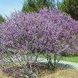 紫羅蘭樹