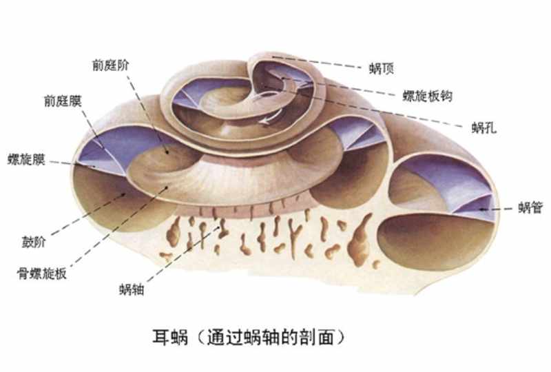 耳蝸(漢語辭彙)