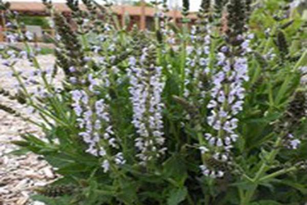 Salvia nemorosa \x27Perfect Profusion\x27 Salvia nemorosa \x27Perfect Profusion\x27