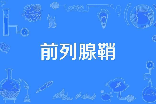 前列腺鞘 前列腺鞘