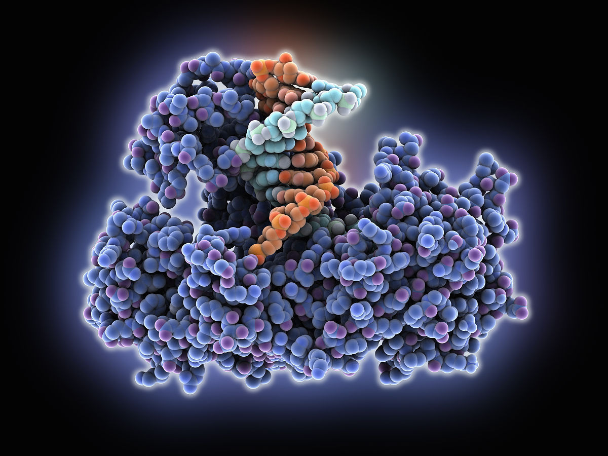 DNA酶