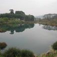 湖村蛟湖 湖村蛟湖