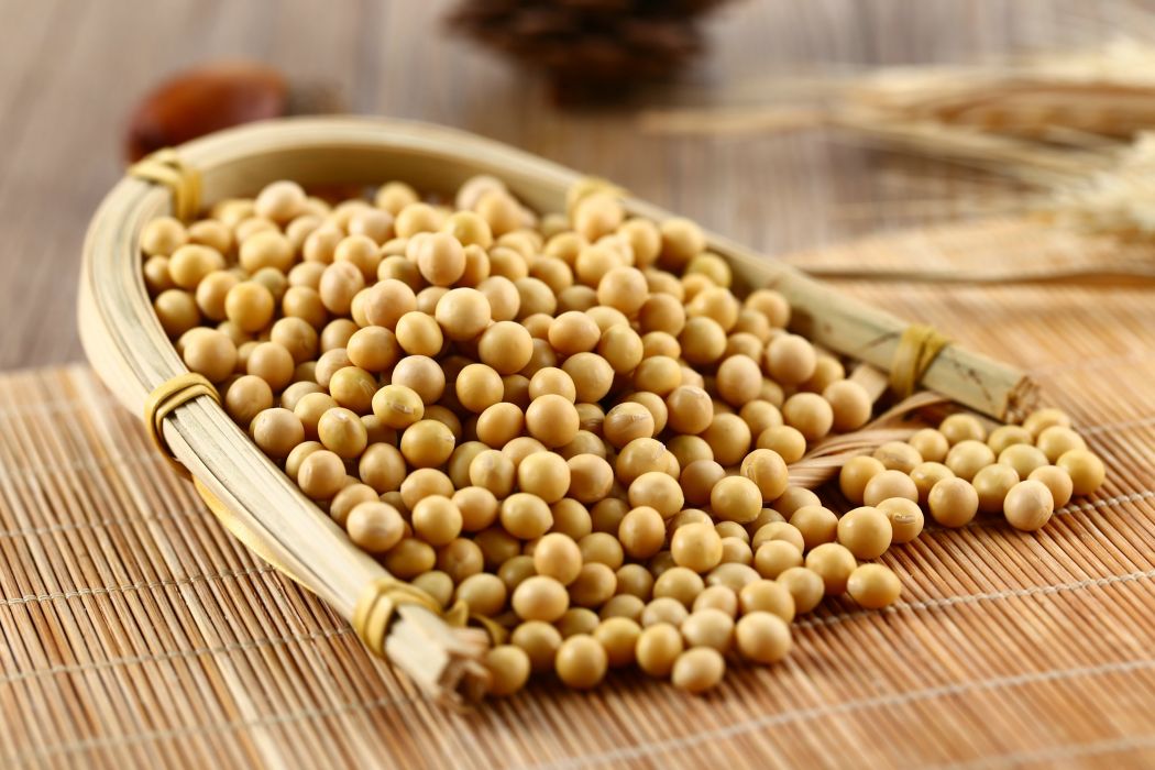 小黃豆(豆科大豆屬種質)