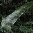 三枝槍 三枝槍