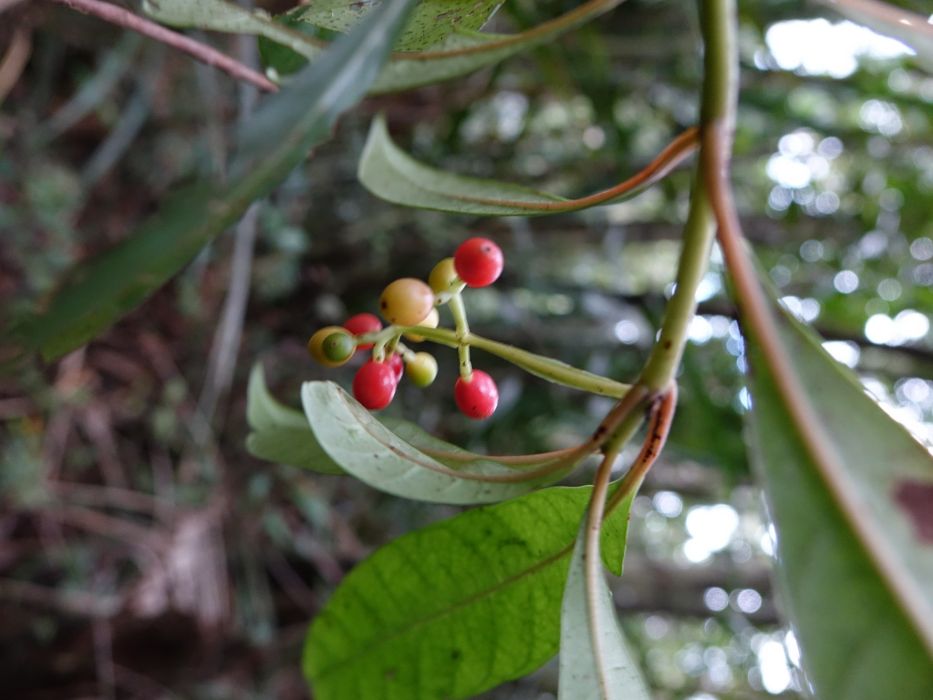 Psychotria polygrammata
