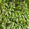 真蘚(真蘚植物)