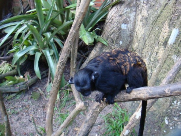 黑檉柳猴