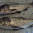 白鰱