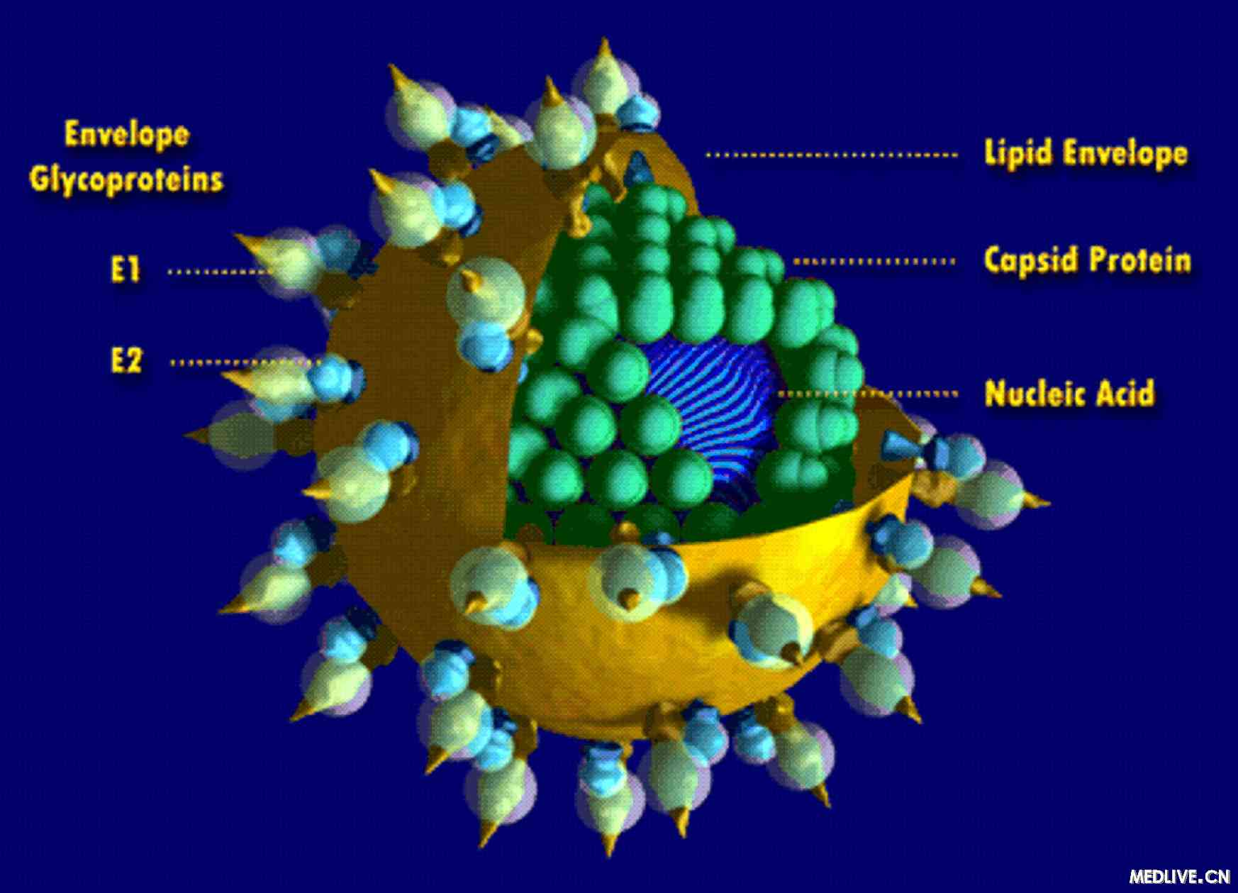 C型肝炎病毒