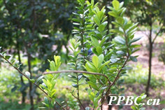 黃楊葉箣柊 Scolopia buxifolia