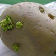 茄鹼 茄鹼