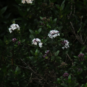 Hedyotis articularis