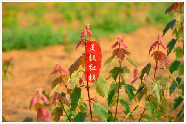 夏日紅楓 夏日紅楓