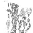 鞭枝碎米薺 鞭枝碎米薺
