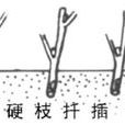 硬枝扦插 硬枝扦插