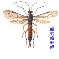 螟蛉瘤姬蜂