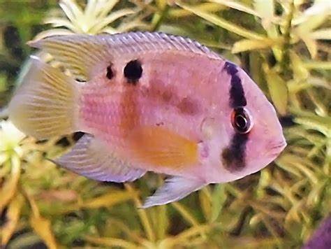 匙孔羅非魚 匙孔羅非魚