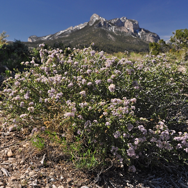 Ceanothus pauciflorus