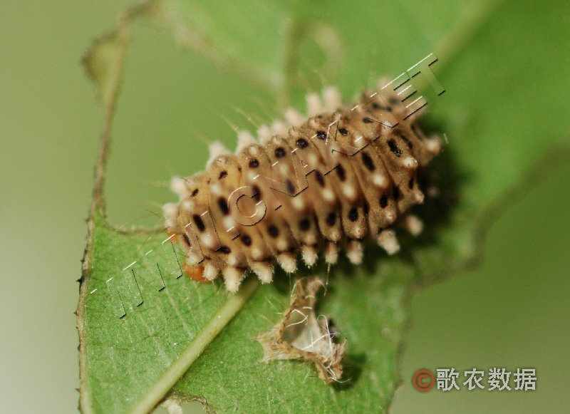 杏星毛蟲幼蟲（圖2）