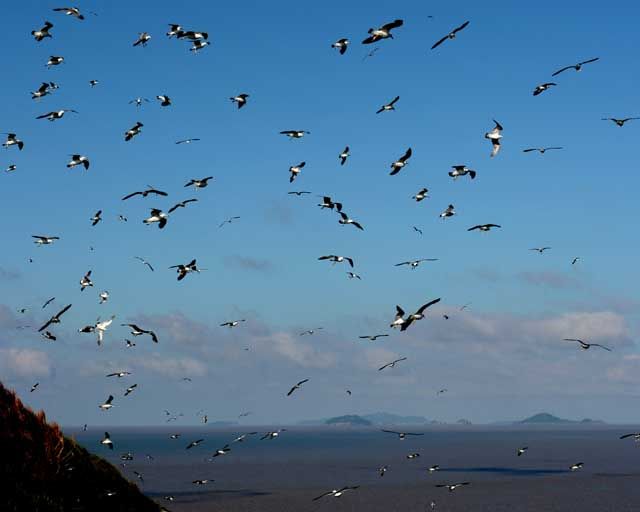 雷達鳥島 雷達鳥島