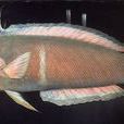 居氏盔魚 居氏盔魚