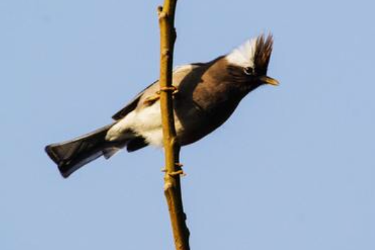 白領雞鳩 白領雞鳩