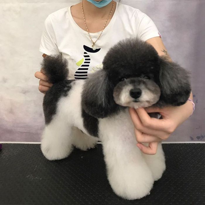 寵物培訓班 寵物培訓班