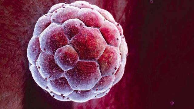 人類胚胎轉基因實驗