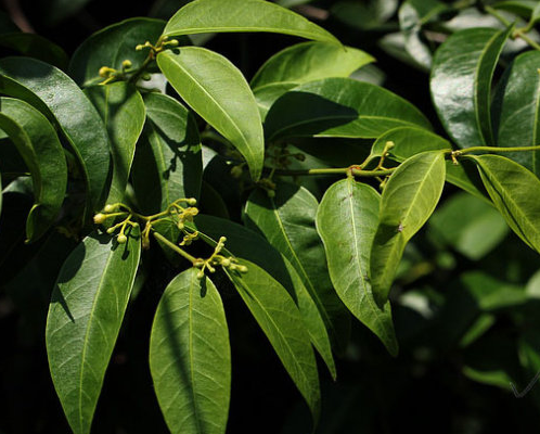 吊山桃 吊山桃