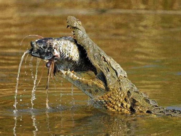 河口鱷吃魚