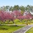 梅林公園 梅林公園