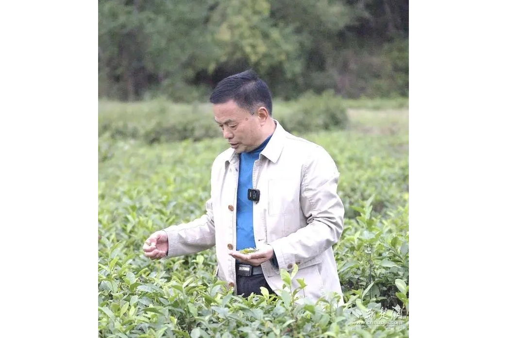 葉雪平(英山縣綠屏茶葉有限公司董事長) 葉雪平(英山縣綠屏茶葉有限公司董事長)