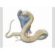 Tetrapodophis amplectus Tetrapodophis amplectus