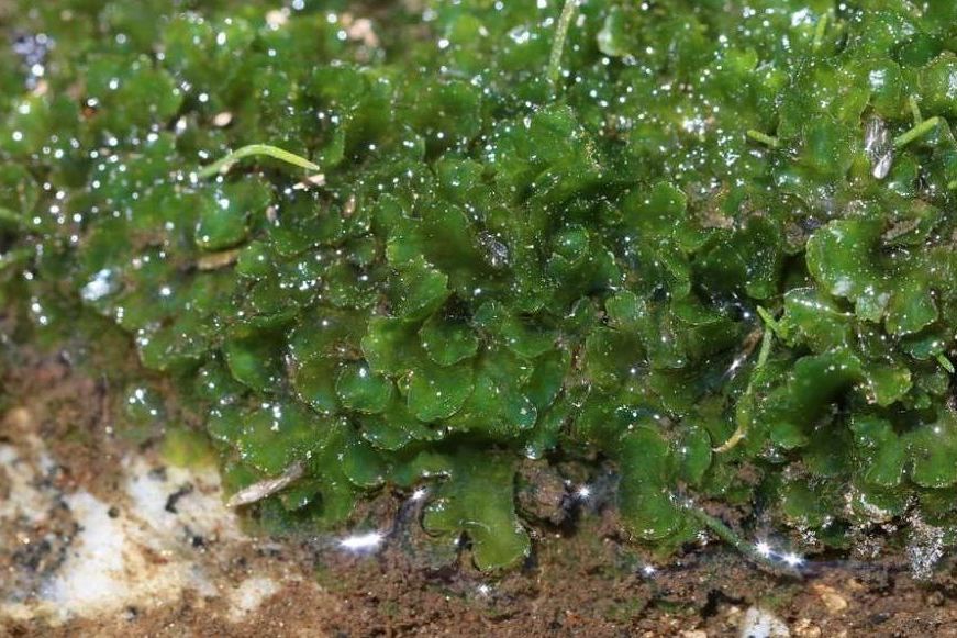 黃角苔屬 黃角苔屬