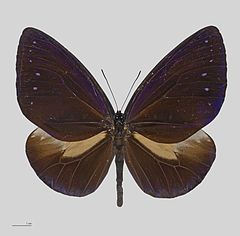 幻紫斑蝶