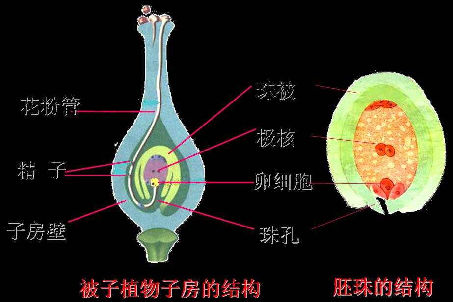 胚珠 組成 構造 結構特徵 類型 中文百科全書