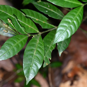 Faramea quadricostata