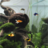 Aquarium Free Live Wallpaper Aquarium Free Live Wallpaper